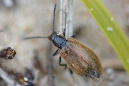 Lagria sp.